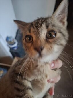 Daruji kotě s maminkou