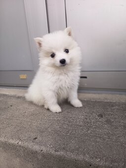 Pomerian/německý spic