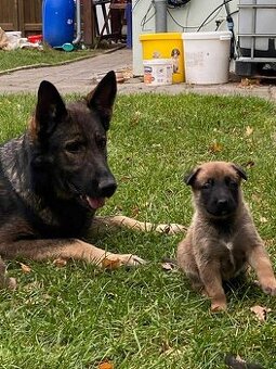 ŠTĚŇATA – Německý ovčák × Belgický ovčák (Malinois)