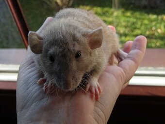 Dumbo, rex, obláčkový efekt potkánci s VP - i Praha