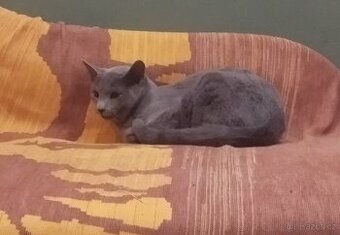 Nabízím k prodeji Ruského modrého kocourka kotě s PP, kocour