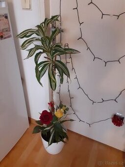 Nabízím dracenu
