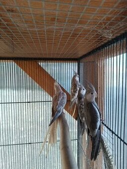 Korela bělohlavá straka - 1