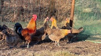 Česká slepice zlata kropenatá - násadová vejce