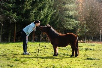 Pronájem shetland pony