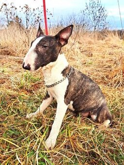 Miniaturní bulteriér