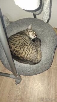 Daruji cca roční kočičku