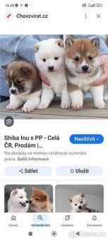 Shiba
