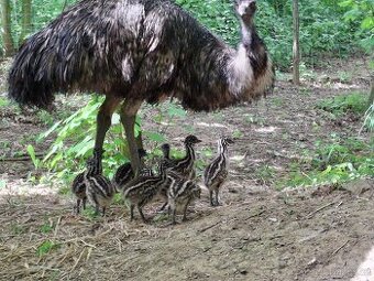 Emu - kuřata - 1