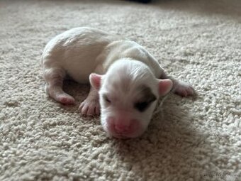 Štěňátko Coton de Tulear