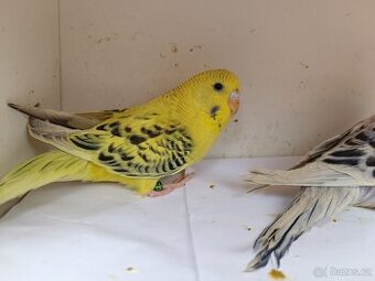 2x andulka Tcb samice + samec