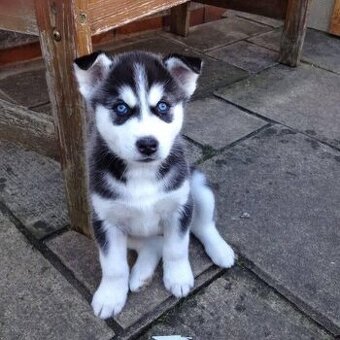 Sibiřský husky štěňátka