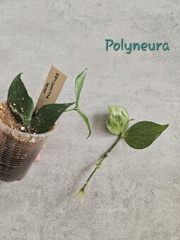 Pokojová rostlina Hoya voskovka různé