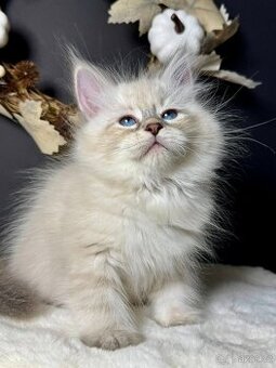 Sibiřská kočka s PP - kocourek Jasper