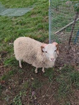 Kříženec ovce Ouessantské