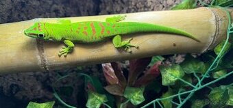 Phelsuma grandis