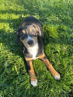 Entlebušský salašnický pes- štěňata s PP