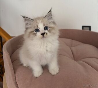 Něvska maškaráda s PP