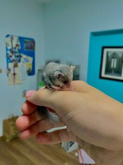 Plch africký - Graphiurus murinus