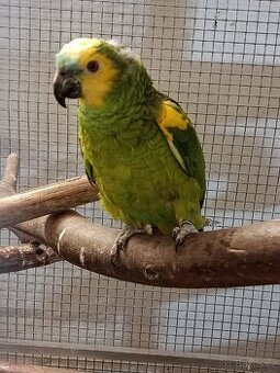 REZERVACE 10.12. Chovný pár Amazoňanů modročelých velkých.