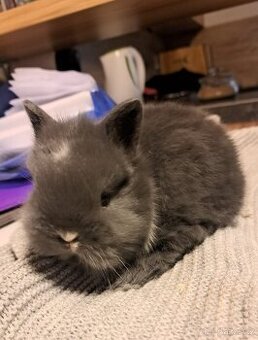 K prodeji zakrslí králíčci