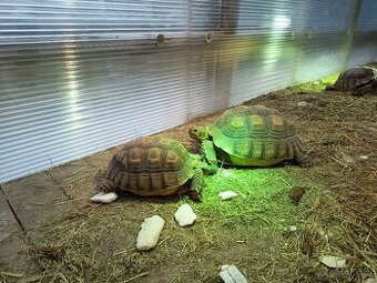 želva ostruhatá sulcata samice