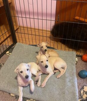 Italsky chrtik s pp - 1