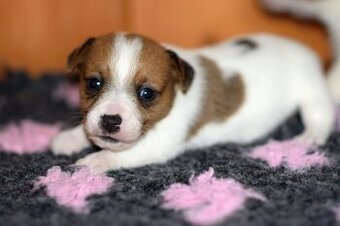 Jack Russel teriér s PP - Wild Tales