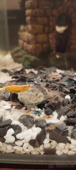 Krevetky Neocaridina