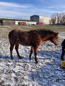 Quarter Horse - kobylka