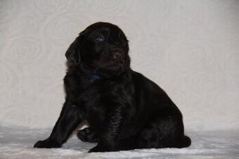 Flat Coated Retriever