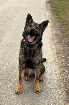 Německý ovčák - fena s PP