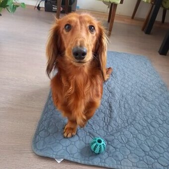 Krytí, dlouhosrstý trpasličí jezevčík