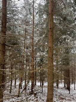 Prodej lesního pozemku k.ú. Janová