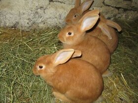 Burgundský králík - masné plemeno - 1