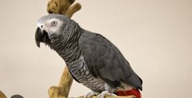 Žako kongo - papoušek šedý