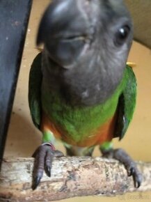 Papoušek senegalský - 1