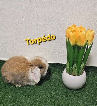Minilop - zakrslí beránci - Poslední 2 volné