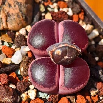Lithops - Conophytum - 1