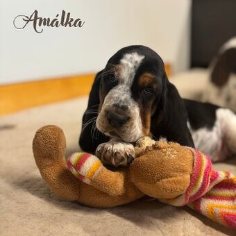 Basset Hound - štěňátka - 1