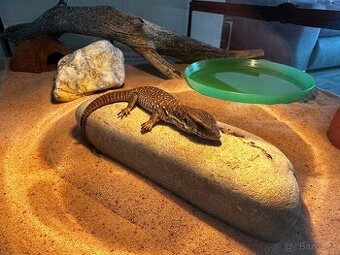Varanus exanthematicus