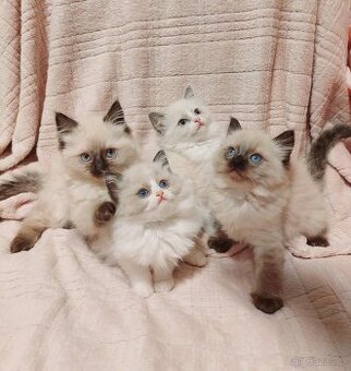 Ragdoll koťátka – čistokrevná💙