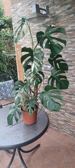 Monstera albo