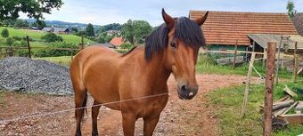Prodáme 18letého valacha