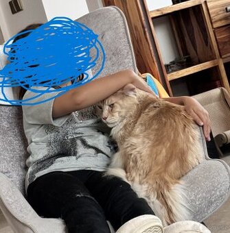 Mainská Mývalí kocour