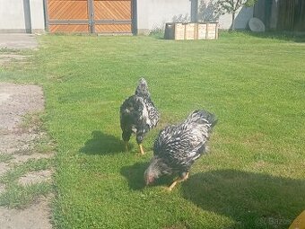 wyandotka velká stříbrná černě lemovaná