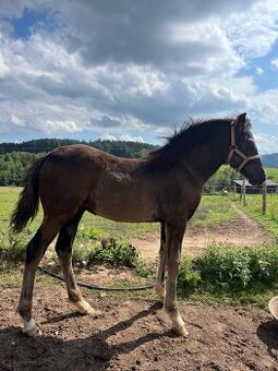 Letošní Welsh Cob klisna