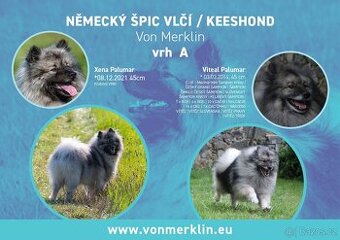 Německý špic vlčí Keeshond