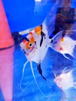 Skalára amazonská KOI