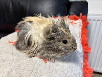 🐹MORČE , MORČATA , MORČÁTKA samičky